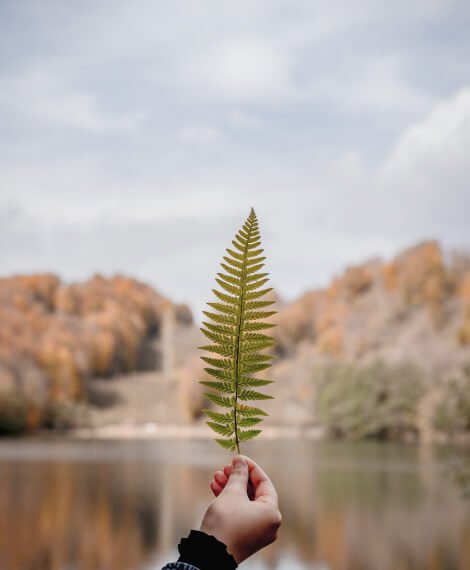 Leaf.jpg